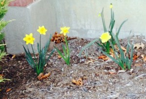 Daffodils