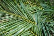 Palm fronds
