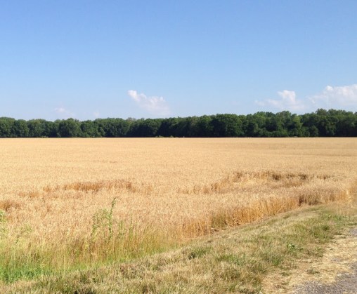 Wheat field